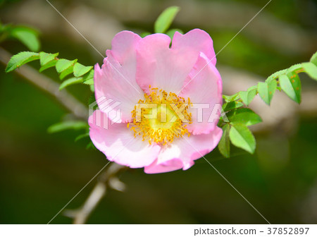 Yamakasa -33812 Yamakasa -33812 37852897