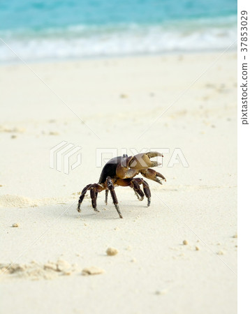 Crab on white sand beach 37853029