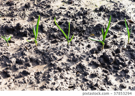 young green shoots of onion on wet garden bed 37853294