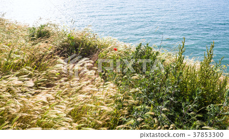 grasses on edge of Cap Gris-Nez in France 37853300