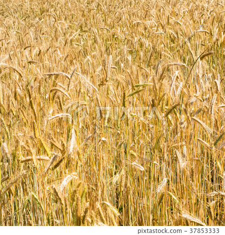 ripe rye ears in field on Bavaria in summer 37853333