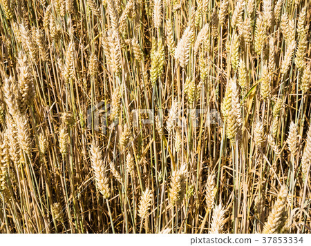 wheat ears close up in field in Bavaria 37853334