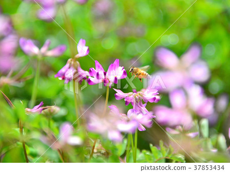 Flower and bee-33603 37853434