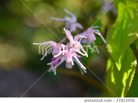 Liquor-33650 37853450