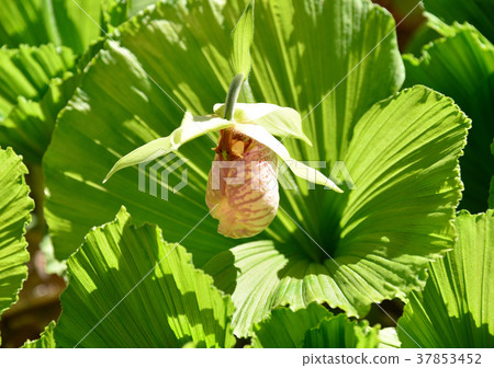 Kumagaiso-33656 37853452