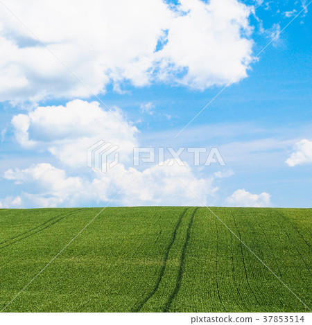 green cereal field under blue sky in Picardy green cereal field under blue sky in Picardy 37853514