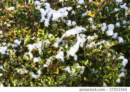 melting snow on green leaves of Holly bush 37853569
