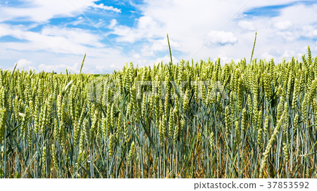 green wheat ears on field in Picardy region 37853592