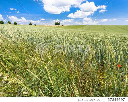 wheat ears on edge of green field in Picardy 37853597