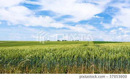 sky with clouds over green wheat field in Picardy 37853600