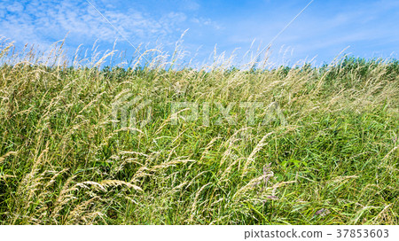 meadow grasses on field close up on Cap Gris-Nez meadow grasses on field close up on Cap Gris-Nez 37853603