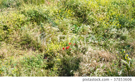 red poppy flowers on meadow on Cap Gris-Nez 37853606
