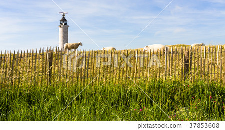 sheeps in corral near lighthouse on Cap Gris-Nez 37853608