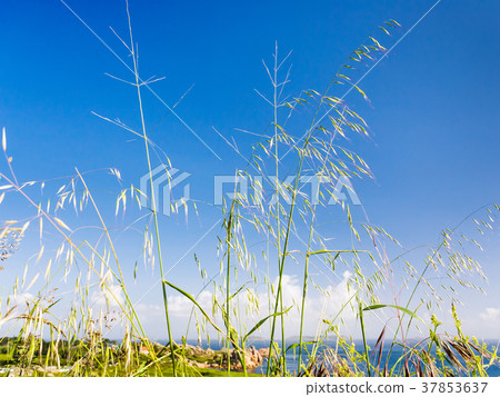 meadow grass on coastline of English Channel meadow grass on coastline of English Channel 37853637