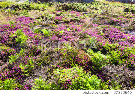 moorland in Ploumanac'h site of Perros-Guirec moorland in Ploumanac'h site of Perros-Guirec 37853640