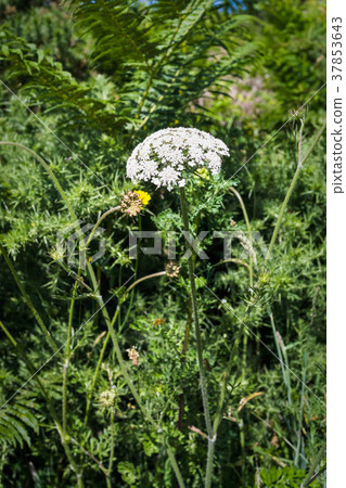 white yarrow flower on meadow in Ploumanac'h site white yarrow flower on meadow in Ploumanac'h site 37853643