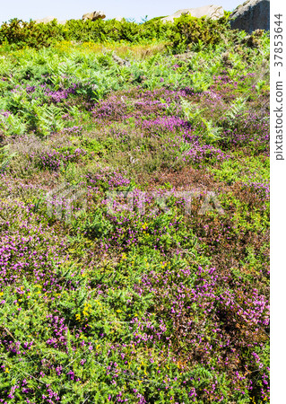 green heathland with heather in Ploumanach site 37853644
