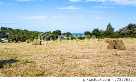 harvested field on coast of English Channel 37853683