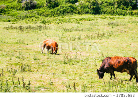 cows on green meadow at Ile-de-Brehat island 37853688