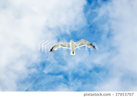 sea gull soars in blue sky with white clouds sea gull soars in blue sky with white clouds 37853707