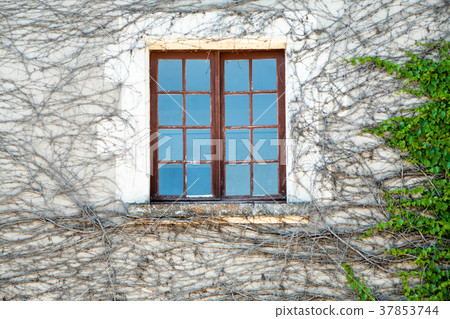 window in outdoor wall of house overgrown by ivy 37853744