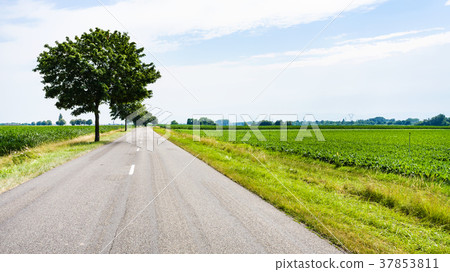 country landscape with road in Alsace region 37853811