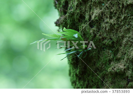 Ebisu Shinobu Nokinobu Autumn Season Words 37853893