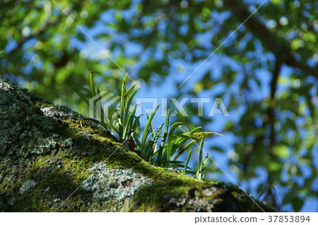 Ebisu Shinobu Nokinobu Autumn Season Words 37853894