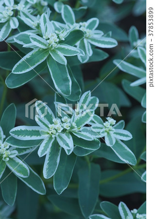First snowflake Hatsuyukiso Flower language is "a calm life" 37853899