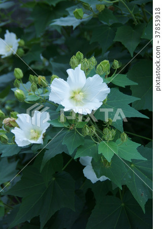Tree Fuyo Fuyo Flower語言是“精緻美麗” Tree Fuyo Fuyo Flower語言是“精緻美麗” 37853918