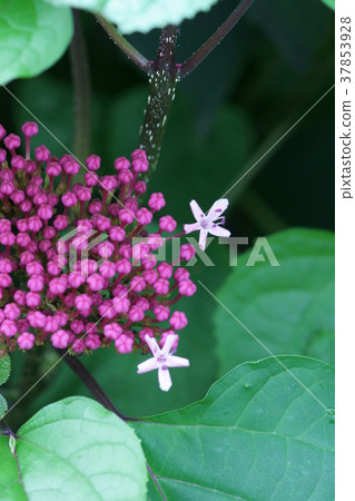 牡丹氣味樹甜菜花語是 燦爛之美 照片素材 圖片 圖庫