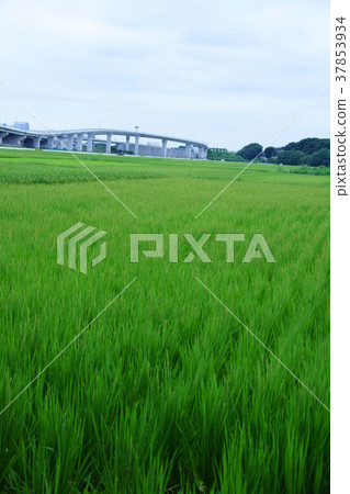 Highway in the rice field Highway in the rice field 37853934