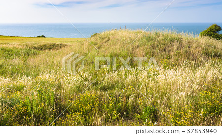 meadow on Cap Gris-Nez in France meadow on Cap Gris-Nez in France 37853940