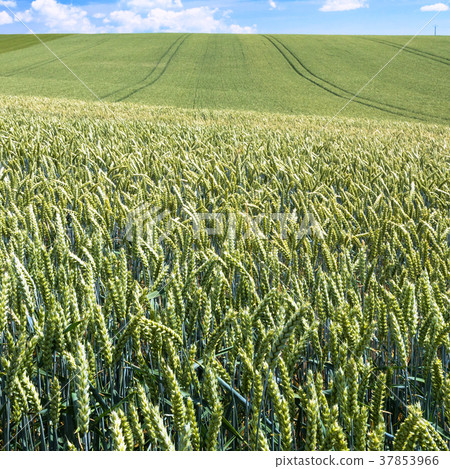green wheat field in Picardy region of France 37853966