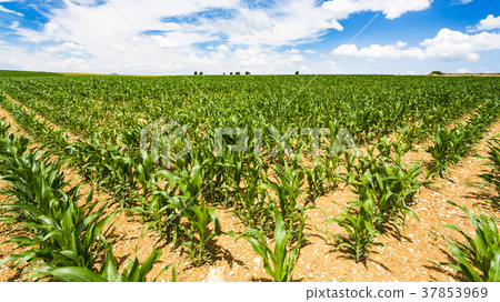green corn field in Picardy region of France green corn field in Picardy region of France 37853969