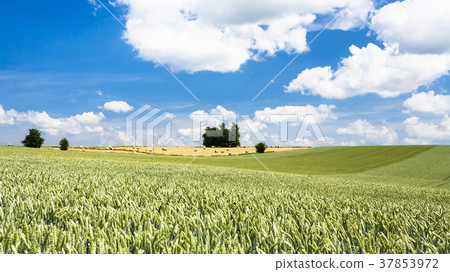 view of wheat field under blue sky in Picardy view of wheat field under blue sky in Picardy 37853972