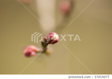 Bud of plum 37854077