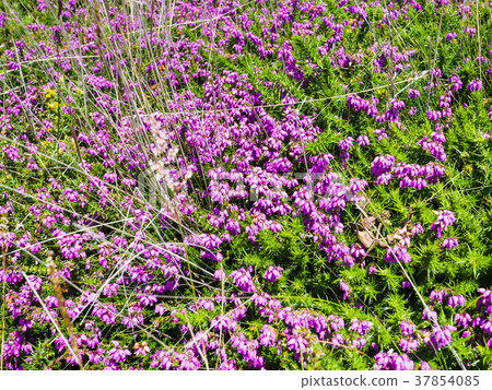 heather flowers in Ploumanac'h site in summer 37854085