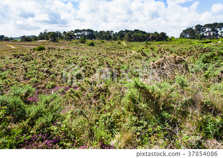 view of natural parkland of Ploumanach site view of natural parkland of Ploumanach site 37854086