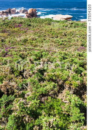 green heath coast in Ploumanac'h site in Brittany 37854103