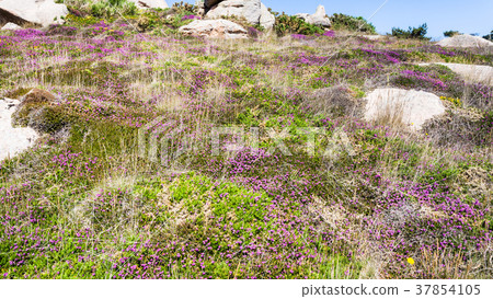 heathland with boulders in Ploumanach site 37854105