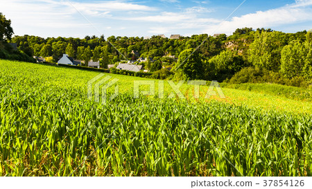 corn field in Ploubazlanec village, Brittany 37854126