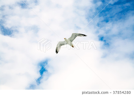 seagull soaring in blue sky with white clouds seagull soaring in blue sky with white clouds 37854280
