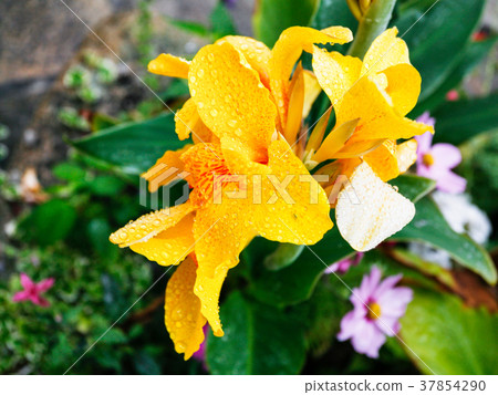 yellow Lily flower under rain in Dinan city 37854290