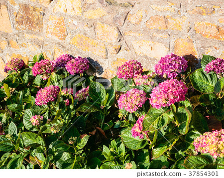 raditional pink hydrangea flowers near house wall raditional pink hydrangea flowers near house wall 37854301