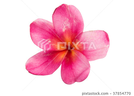frangipani (plumeria) flower isolated frangipani (plumeria) flower isolated 37854770