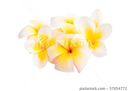frangipani (plumeria) flower isolated 37854772