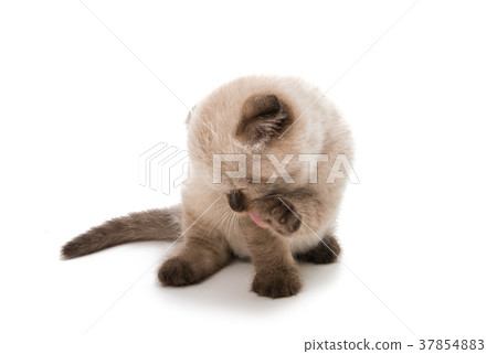 lop-eared scottish kitten isolated 37854883