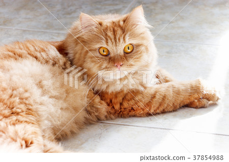Fluffy Ginger cat lying on the tile floor. 37854988