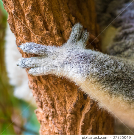 Close-up on koala paw holding to eucalypt tree 37855049